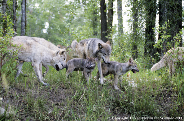 Gray wolf pups with adult wolves.