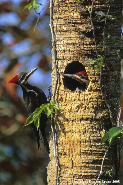 Male Pileated Woodpecker In nest, Female on Tree