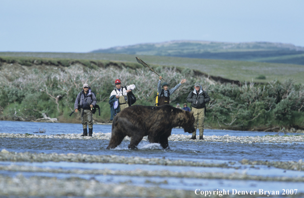 Flyfisherman walking up stream with brown bear in foreground.