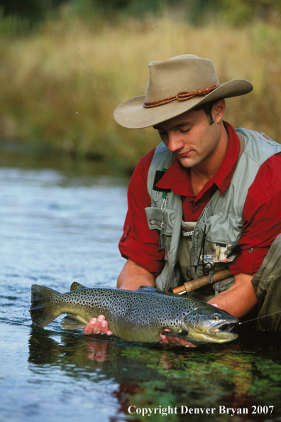 Flyfisherman releasing brown trout.