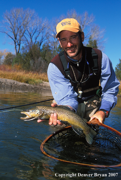 Flyfisherman releasing brown trout.