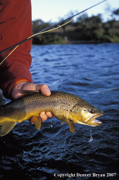 Flyfisherman holding brown trout.