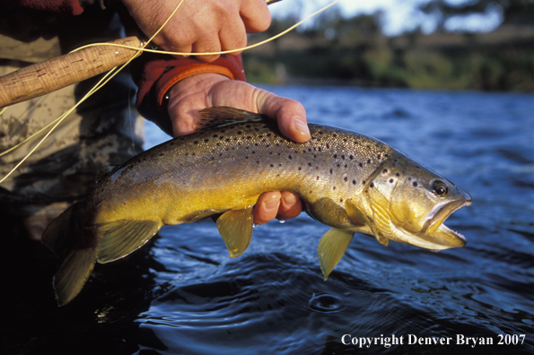 Brown Trout.