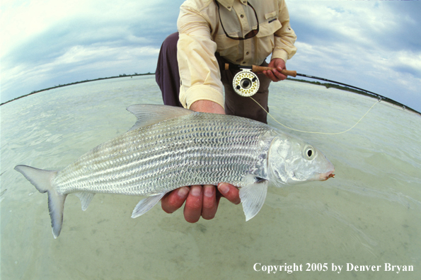 Saltwater flyfisherman holding bonefish.