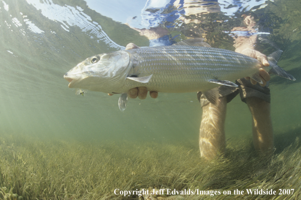 Bonefish underwater