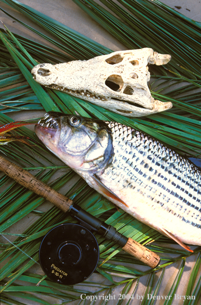 Tigerfish, reel and crocodile scull. 