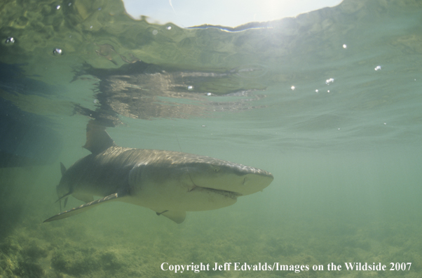 Lemon Shark