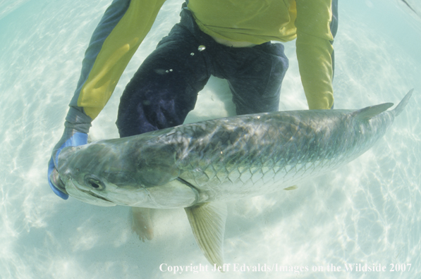 Tarpon