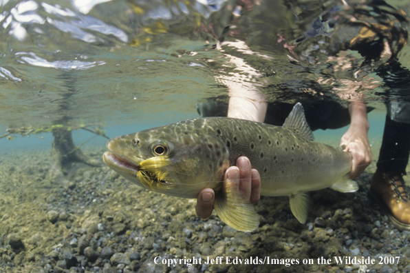 Brown Trout