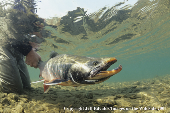 Dolly Varden underwater