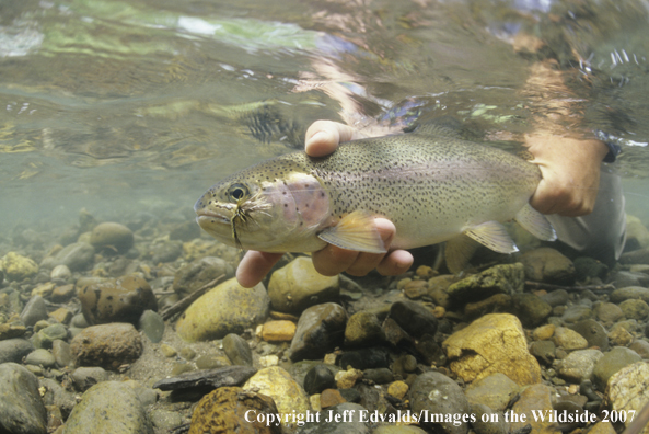 Rainbow Trout