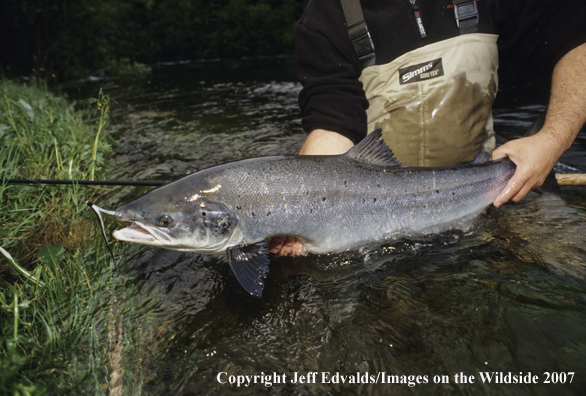 Flyfisherman with nice Atlantic Salmon