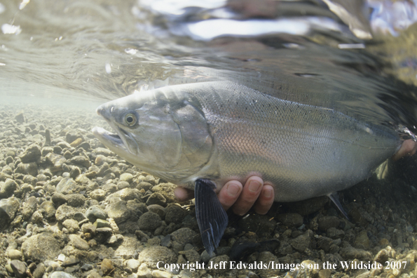 Silver Salmon