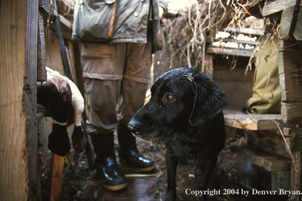 Black Labrador Retriever in blind with hunter.