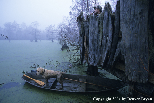 Waterfowl hunter and labrador retriever in bald cypress swamp.