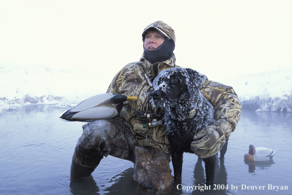 Waterfowl hunter with black Lab setting decoys. 