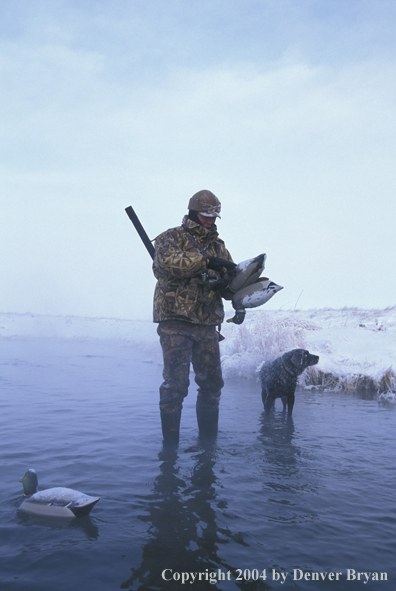 Waterfowl hunter with black Lab setting decoys. 