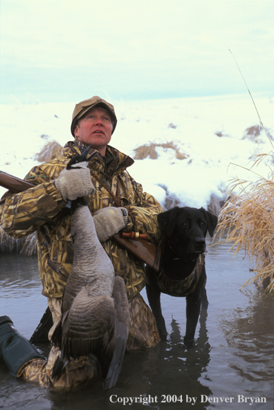 Waterfowl hunter and black Lab with bagged goose.