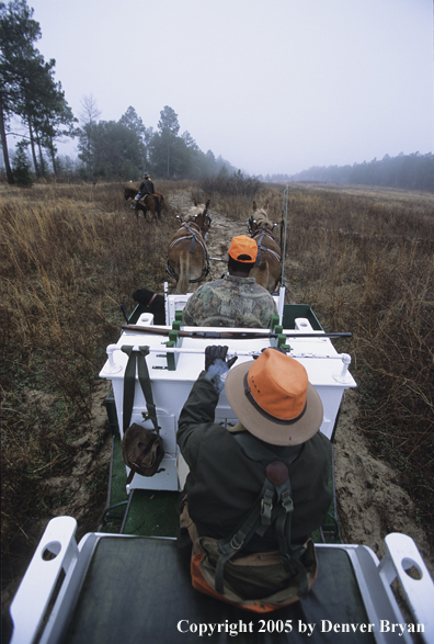 Upland bird hunters in mule drawn carriage hunting for Bobwhite quail.