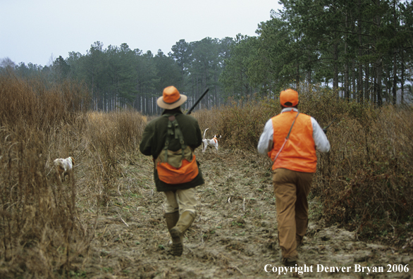 Upland game bird hunters coming in behind dogs on point in field.