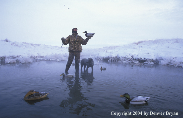 Waterfowl hunter with black Lab setting decoys. 