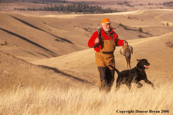 Upland game bird hunter with bagged pheasant and black Labrador Retriever.    