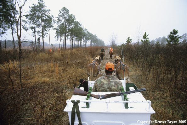 Upland bird hunters in mule drawn carriage hunting for Bobwhite quail.