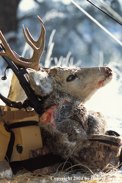 Mule deer kill in pack.