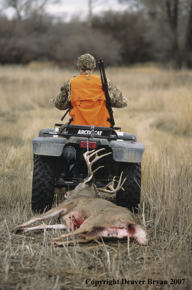 Hunter pulling downed white-tail deer with ATV