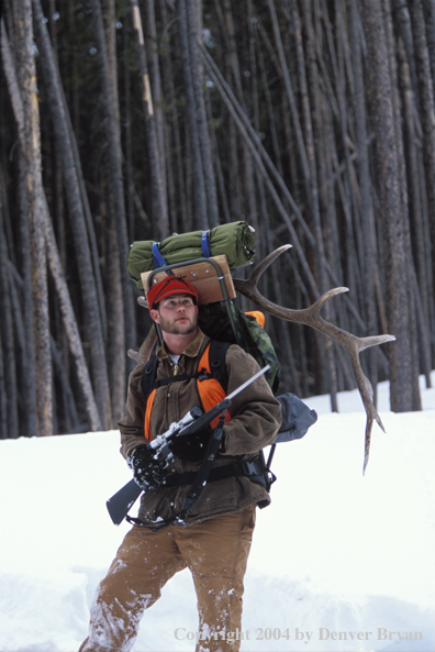 Big game hunter packing elk rack out on snowshoes.