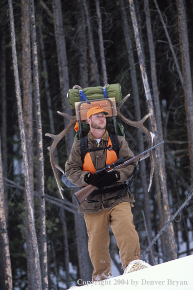 Big game hunter packing elk rack out on snowshoes.