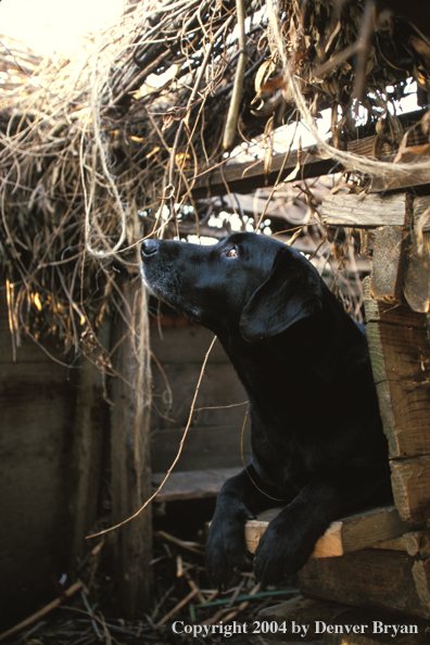 Black Labrador Retriever in blind 