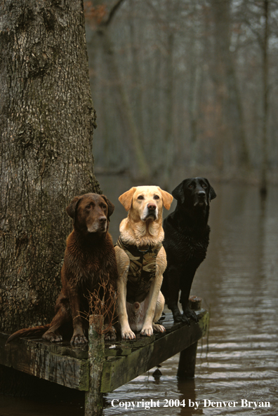 Black, chocolate, and yellow Labrador Retrievers on stand