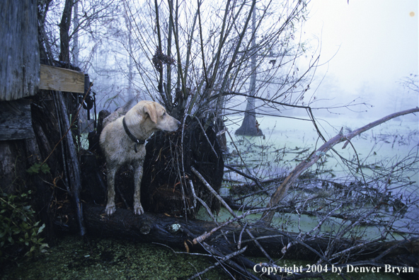 Labrador retriever in/near duck blind in bald cypress swamp.