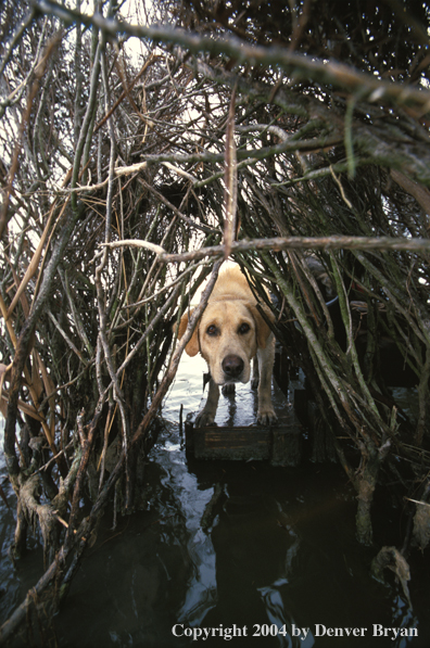 Yellow Labrador Retriever in blind 