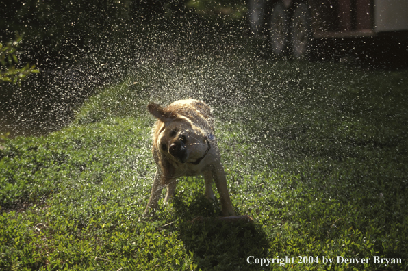 Yellow Labrador Retriever shaking off water