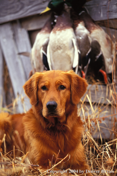 Golden Retriever with bagged ducks.  