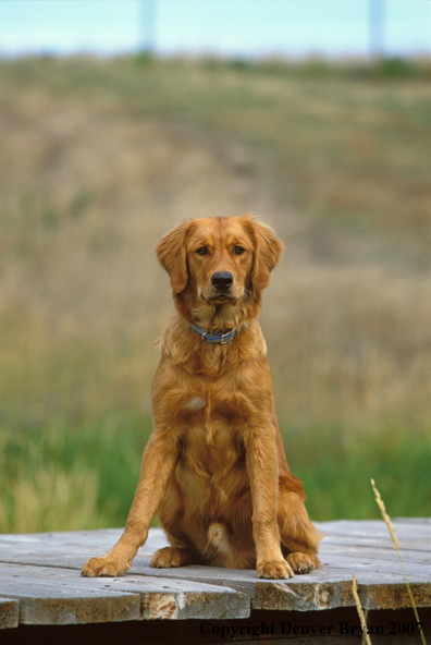 Golden Retriever sitting on dock.