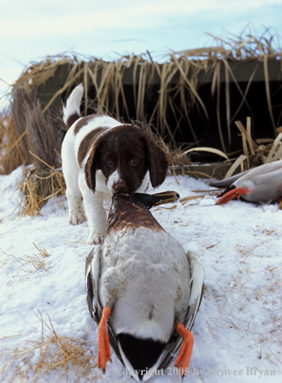 Springer spaniel pup with bagged ducks.