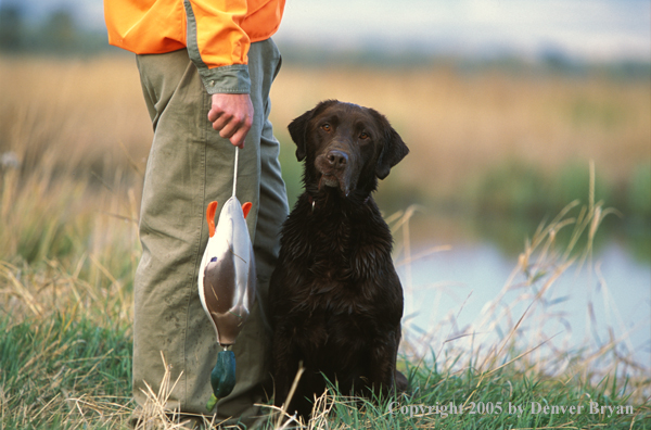 Chocolate Labrador Retriever with trainer