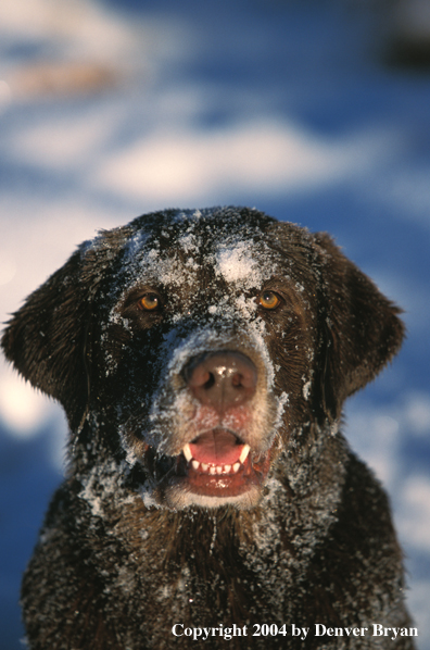 Chocolate Labrador Retriever 