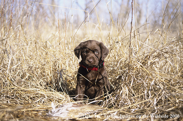 Chocolate labrador retriever puppy in field.