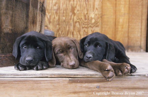 Multi-colored Labrador Retriever puppies