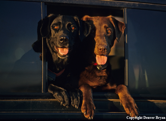 Chocolate and Black Labrador Retrievers hanging out of pickup window