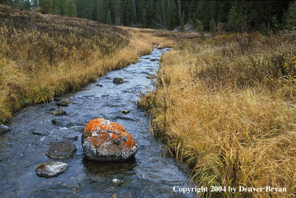 Lichen-covered rock in stream