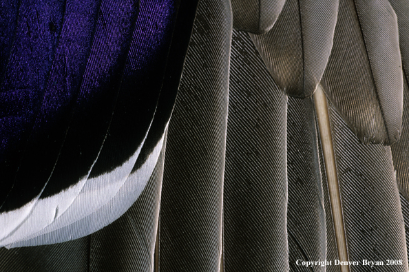 Mallard drake wing feathers