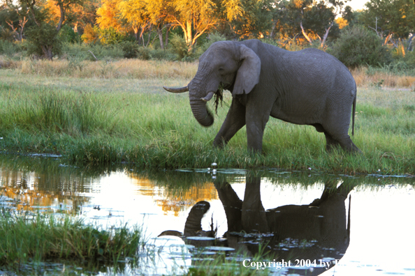 African elephant at stream.