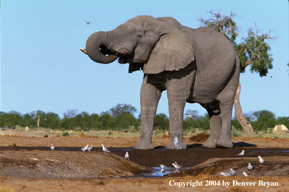 African elephant at watering hole.