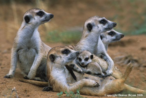 Meerkat family on look-out