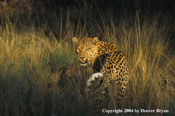 Leopard in habitat. Africa